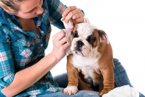 Jak wyczyścić uszy psa w domu